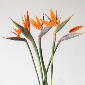 *RSVD for Clarissa* - Bird of Paradise Display